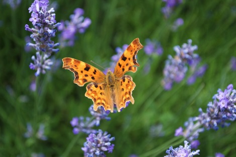 Comma on lavender